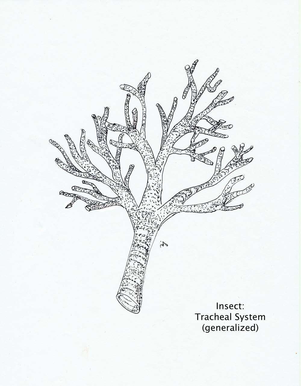 Dessin de la ramification des trachées d’un insecte
